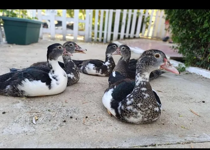 Rural Vainilla Lägenhet Ronda