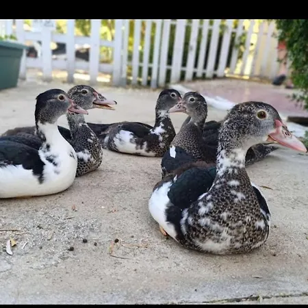 Rural Vainilla Апартаменты Ронда